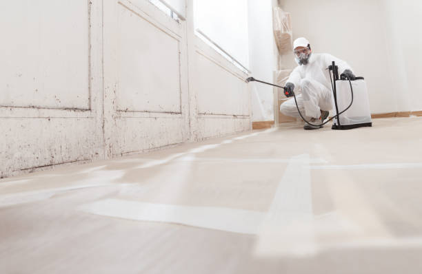 Black mold remediation team in Jericho